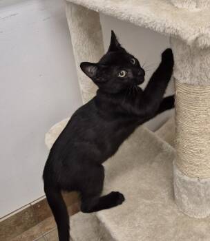Lucky -  Domestic Short Hair Cat for Adoption in South Bend, Indiana - Lucky | PetCurious
