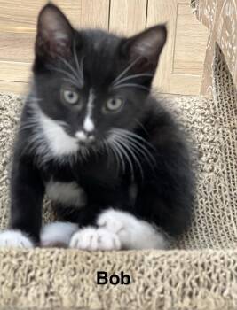 Bob 3.22.26 -  Domestic Short Hair Cat for Adoption in Apopka, Florida - Bob 3.22.26 | PetCurious