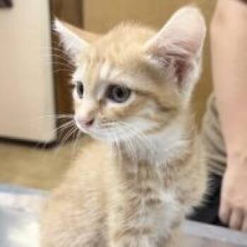 Cheeto-4248 -  Domestic Short Hair Cat for Adoption in Tyler, Texas - Cheeto-4248 | PetCurious