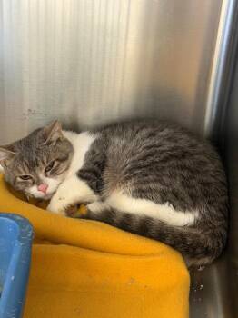 Domestic Short Hair Cats Available for Adoption in Virginia, Minnesota - Jaz | PetCurious
