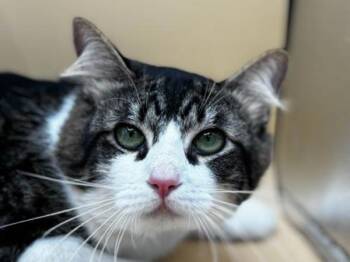 Hammy -  Domestic Medium Hair Cat for Adoption in Portland, Oregon - Hammy | PetCurious