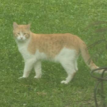 Domestic Short Hair Cats Available for Adoption in Beaumont, Texas - Oliver And Simon | PetCurious