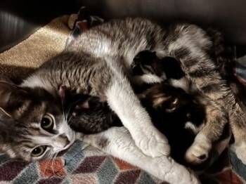Joe -  Domestic Short Hair Cat for Adoption in Bellevue, Washington - Joe | PetCurious