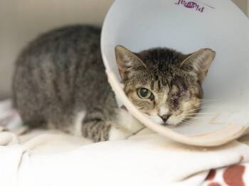 BUTTERCUP -  Domestic Short Hair Cat for Adoption in Phoenix, Arizona - BUTTERCUP | PetCurious