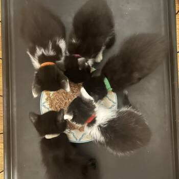 Savannah -  Domestic Short Hair Cat for Adoption in Bentonville, Arkansas - Savannah | PetCurious