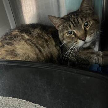 Tiger Lily -  Domestic Short Hair Cat for Adoption in Lake Panasoffkee, Florida - Tiger Lily | PetCurious