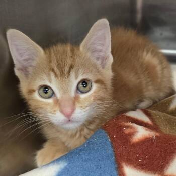 Eugene -  Domestic Short Hair Cat for Adoption in Spokane, Washington - Eugene | PetCurious