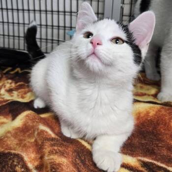 Clerk -  Domestic Short Hair Cat for Adoption in Chilton, Wisconsin - Clerk | PetCurious