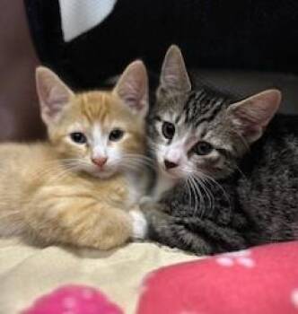 Rescue Tabby Cats for Adoption in Closter, New Jersey - Timothy & Peanut | PetCurious