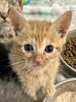 Rescue Domestic Short Hair Cats for Adoption in Mobile, Alabama - Maple | PetCurious