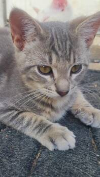 Seth -  Domestic Short Hair Cat for Adoption in Ogden, Utah - Seth | PetCurious