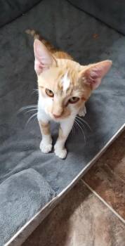 Scar -  Domestic Short Hair Cat for Adoption in Shawnee, Oklahoma - Scar | PetCurious