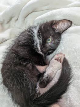 Steve -  Domestic Short Hair Cat for Adoption in Fruit Heights, Utah - Steve | PetCurious