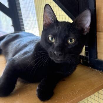 Shadow -  Domestic Short Hair Cat for Adoption in San Antonio, Texas - Shadow | PetCurious