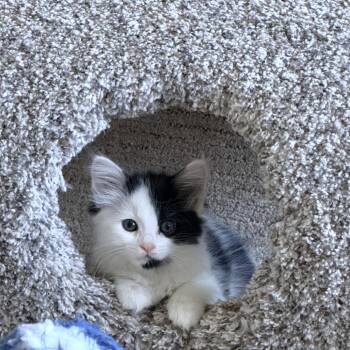 Domestic Long Hair Cats Available for Adoption in Ferndale, Michigan - Cannoli | PetCurious
