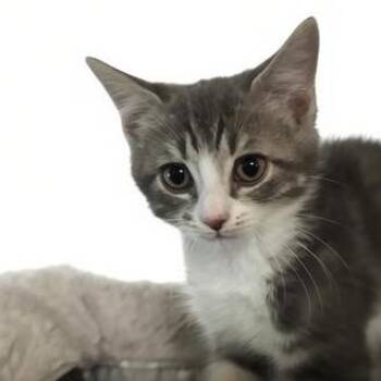 Pearl -  Domestic Short Hair Cat for Adoption in Bel Air, Maryland - Pearl | PetCurious