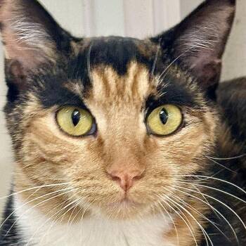 Valentina -  Domestic Short Hair Cat for Adoption in Marshall, Virginia - Valentina | PetCurious