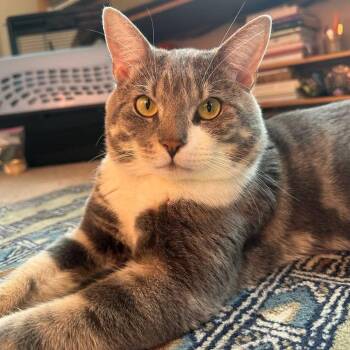 Pete -  Domestic Short Hair Cat for Adoption in Philadelphia, Pennsylvania - Pete | PetCurious