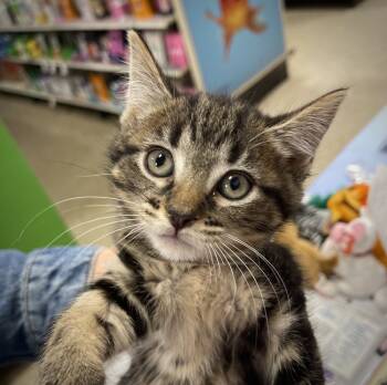 Rescue Domestic Short Hair Cats for Adoption in Virginia Beach, Virginia - Elsa | PetCurious