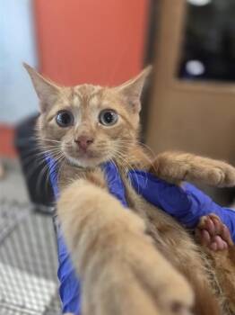 A799777 -  Domestic Short Hair Cat for Adoption in Louisville, Kentucky - A799777 | PetCurious