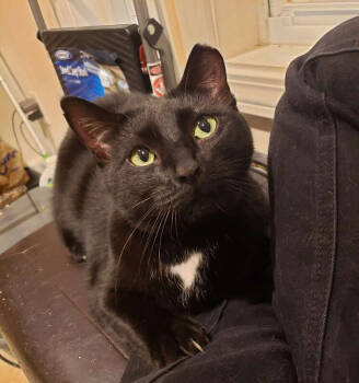 Rescue Domestic Short Hair Cats for Adoption in West Columbia, South Carolina - Hasperat | PetCurious