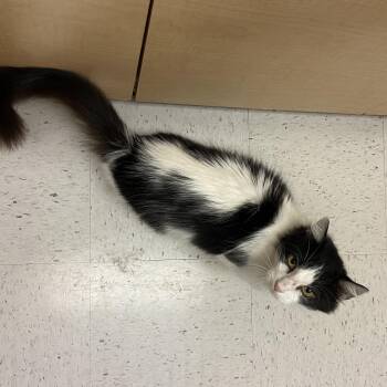 Domestic Medium Hair Cats Available for Adoption in Austin, Texas - Aurora Rose  | PetCurious