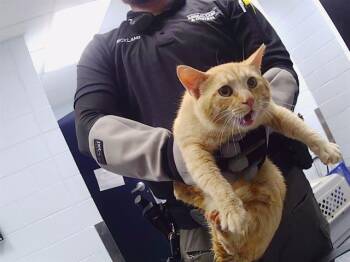 A1265581 -  Domestic Short Hair Cat for Adoption in Charlotte, North Carolina - A1265581 | PetCurious