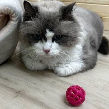 Rydrr -  Domestic Long Hair and Siamese Cat for Adoption in Poplar Bluff, Missouri - Rydrr | PetCurious