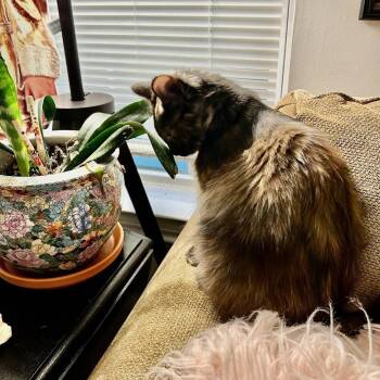 Opal June -  Domestic Medium Hair Cat for Adoption in Dallas, Texas - Opal June | PetCurious