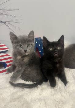 Domestic Short Hair Cats Available for Adoption in Chicago, Illinois - Grant | PetCurious