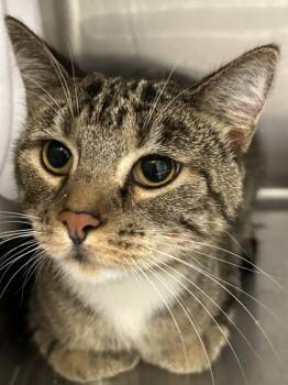 Aurora -  Domestic Short Hair Cat for Adoption in Hamilton, Montana - Aurora | PetCurious