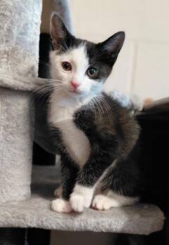 Domestic Short Hair Cats Available for Adoption in Wilkesboro, North Carolina - Konrad | PetCurious