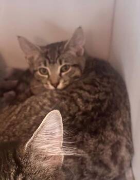 Kristilina -  Domestic Short Hair Cat for Adoption in Cumming, Georgia - Kristilina | PetCurious