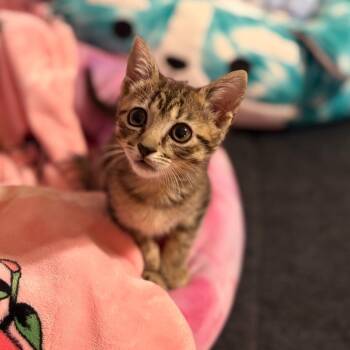 Mitzi -  Domestic Short Hair Cat for Adoption in Newark, New Jersey - Mitzi | PetCurious