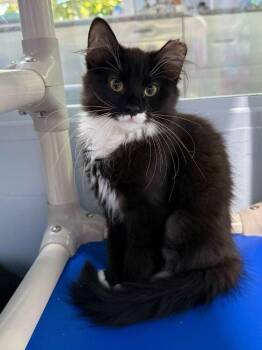 Ruki -  Domestic Medium Hair Cat for Adoption in Colorado Springs, Colorado - Ruki | PetCurious