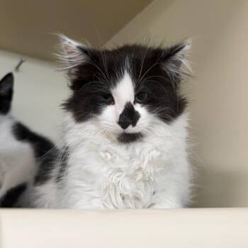 Woody -  Domestic Long Hair Cat for Adoption in Spanish Fork, Utah - Woody | PetCurious