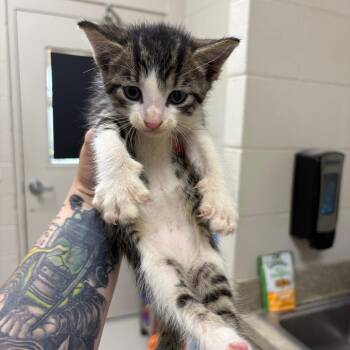 Leonardo -  Domestic Short Hair Cat for Adoption in Milton, Florida - Leonardo | PetCurious