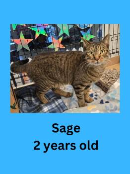 Sage -  Domestic Short Hair Cat for Adoption in Ravenna, Ohio - Sage | PetCurious