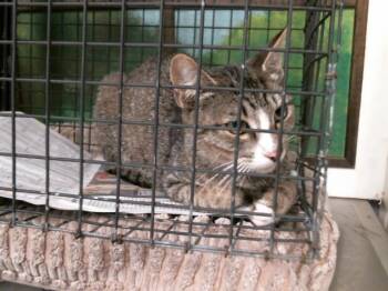 Domestic Short Hair Cats Available for Adoption in Houston, Texas - A2073390 | PetCurious