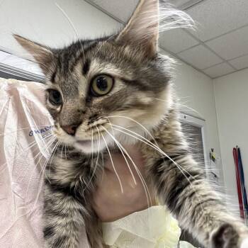 Pretty Mess -  Domestic Medium Hair Cat for Adoption in Pekin, Illinois - Pretty Mess | PetCurious