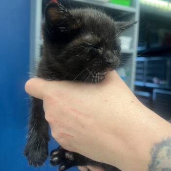 Domestic Medium Hair Cats Available for Adoption in Summerlee, West Virginia - Teela | PetCurious