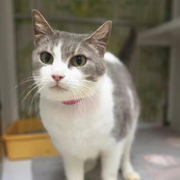 Ultraviolet -  Domestic Short Hair Cat for Adoption in New York, New York - Ultraviolet | PetCurious