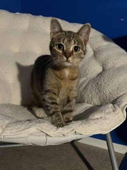 Lucy 6 -  Domestic Short Hair Cat for Adoption in Arthur, Ontario - Lucy 6 | PetCurious