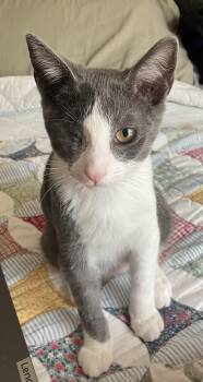 Sherlock (one eye) -  Domestic Short Hair Cat for Adoption in Beaverton, Oregon - Sherlock (one Eye) | PetCurious