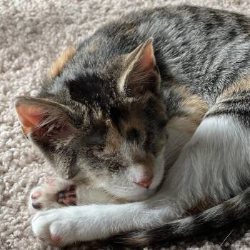 Bronzer -  Domestic Short Hair Cat for Adoption in York, Pennsylvania - Bronzer | PetCurious