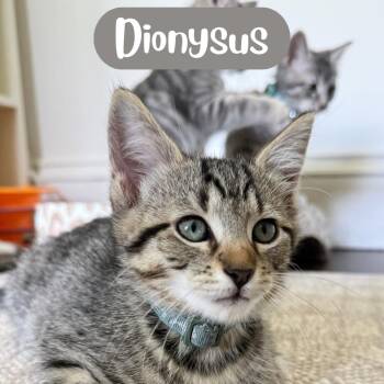 Dionysus (Tweed Kitten 3) -  Domestic Short Hair Cat for Adoption in Westport, Connecticut - Dionysus (Tweed Kitten 3) | PetCurious