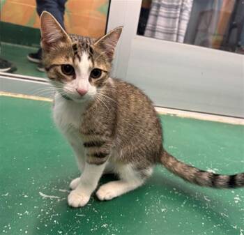 Domestic Short Hair Cats Available for Adoption in Peoria, Illinois - SCUBA | PetCurious