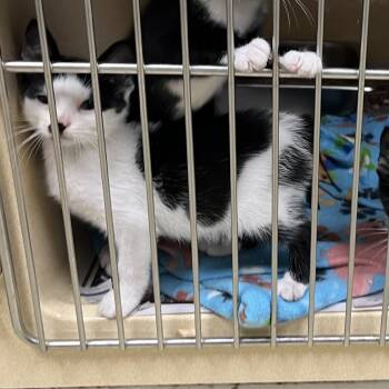 Gilligan -  Tabby Cat for Adoption in Clarksville, Virginia - Gilligan | PetCurious