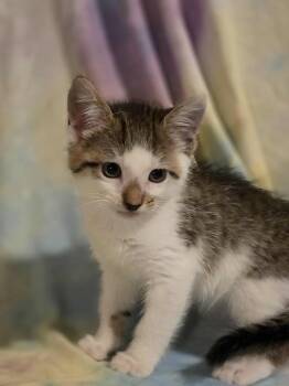 Rescue Domestic Short Hair Cats for Adoption in Albany, Wisconsin - Shawarma | PetCurious