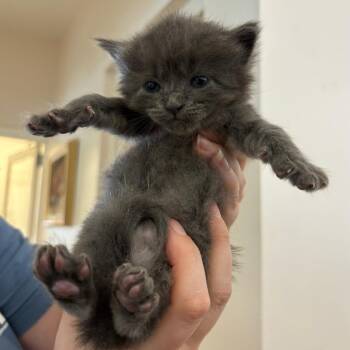 Flower -  Domestic Short Hair Cat for Adoption in Gloucester, Virginia - Flower | PetCurious